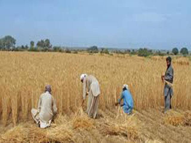 From food self-sufficient to import-dependent: Mismanagement hurts Pakistan’s agriculture and economy